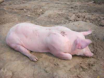 猪场链球菌感染用什么消毒好,养猪人如何才能防止感染猪链球菌