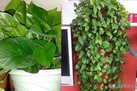 绿萝的养殖方法和注意事项详解图,养绿萝只需加几粒它绿萝疯长