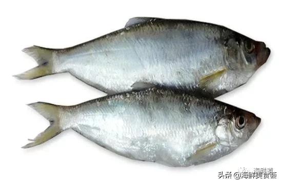 十种最美味海鲜,100种常见海鲜大全图