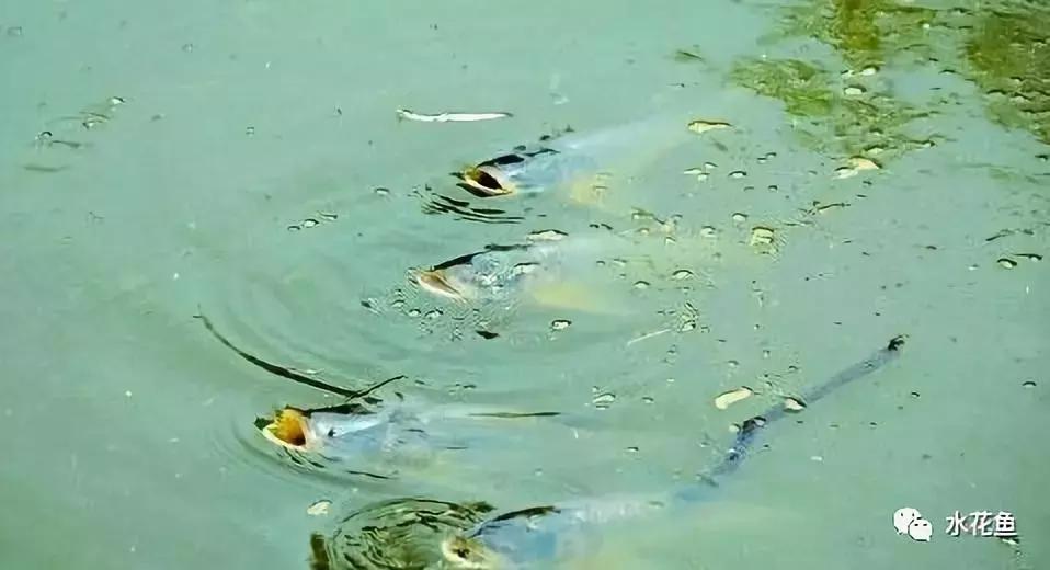 水产养殖低温用什么药,水产养殖不能使用什么药物