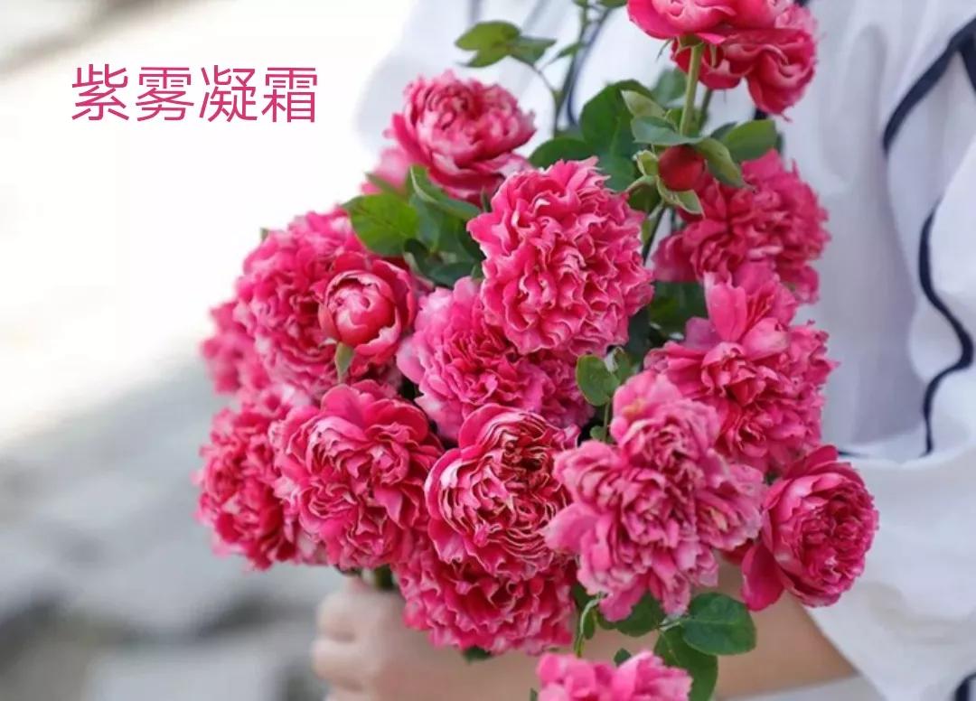 适合做切花的月季品种,十大公认最好切花月季