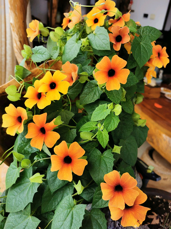 7种小型藤本植物,能在阳台上养,花量巨大,花期长,阳台变花园