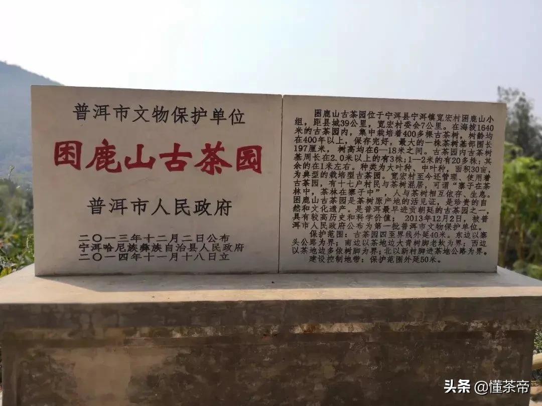 云南十大古树茶排名,云南的古树茶有哪些