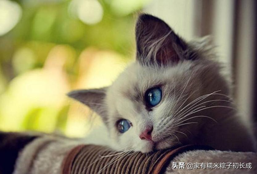 猫咪猫癣为什么反反复复,猫咪猫癣越来越多怎么处理