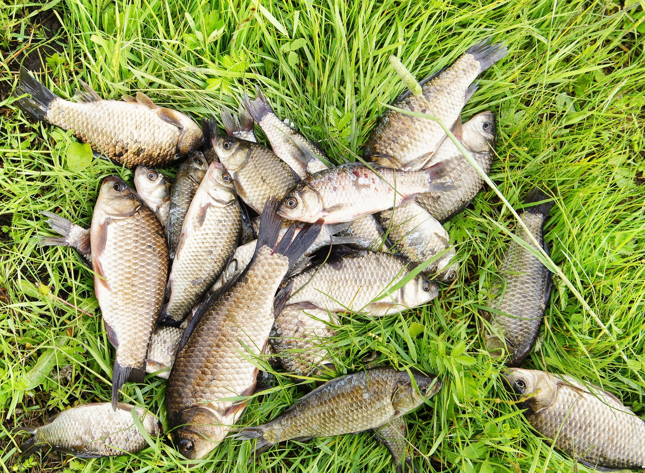 窝里有鱼不开口怎么办,窝里有鱼不咬钩图解