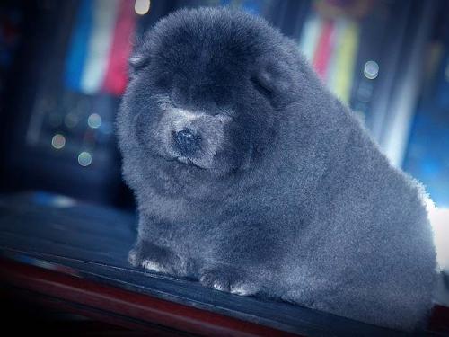 松狮犬大概是什么颜色的,松狮犬有几种毛色