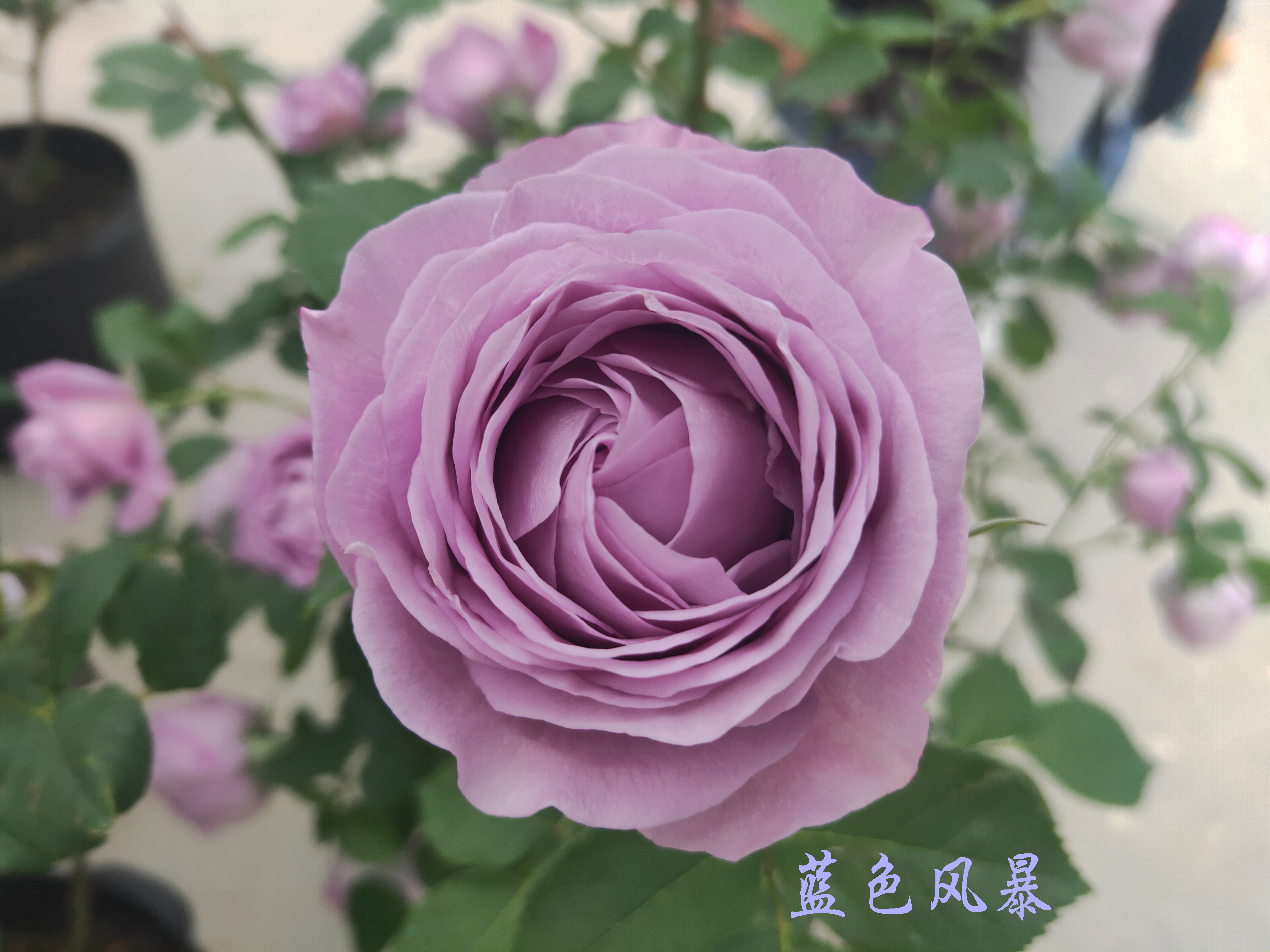 大兴月季园的月季有多少种,北京最大的月季基地在哪