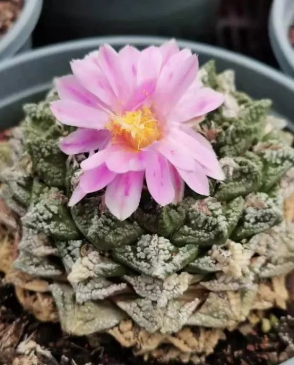 2023多肉展会直播,2023上海多肉植物展