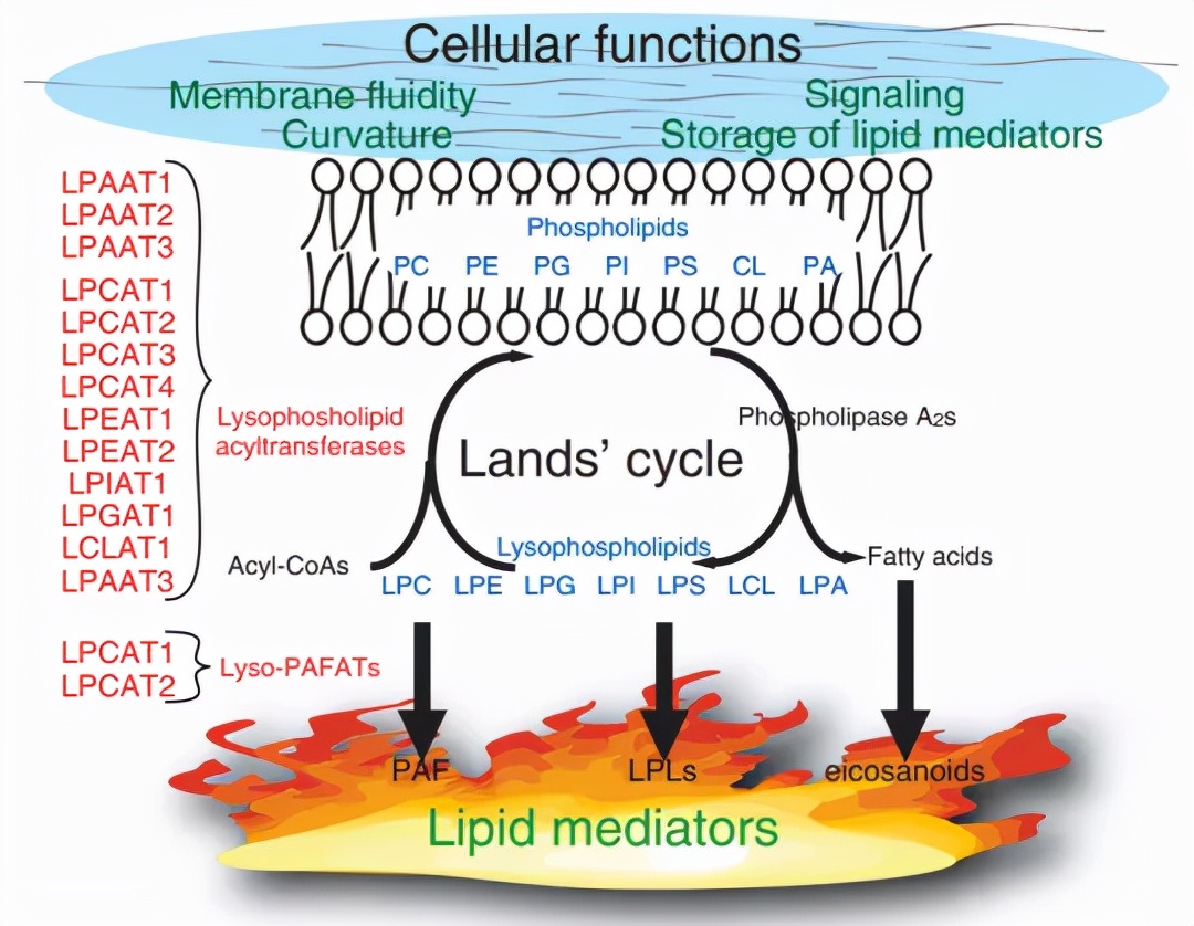 cap病原学特点,cap病原学