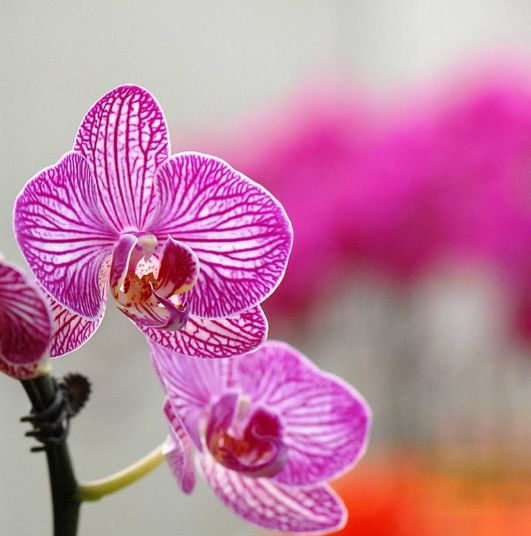 原创诗词七绝新韵,原创诗词五言绝句