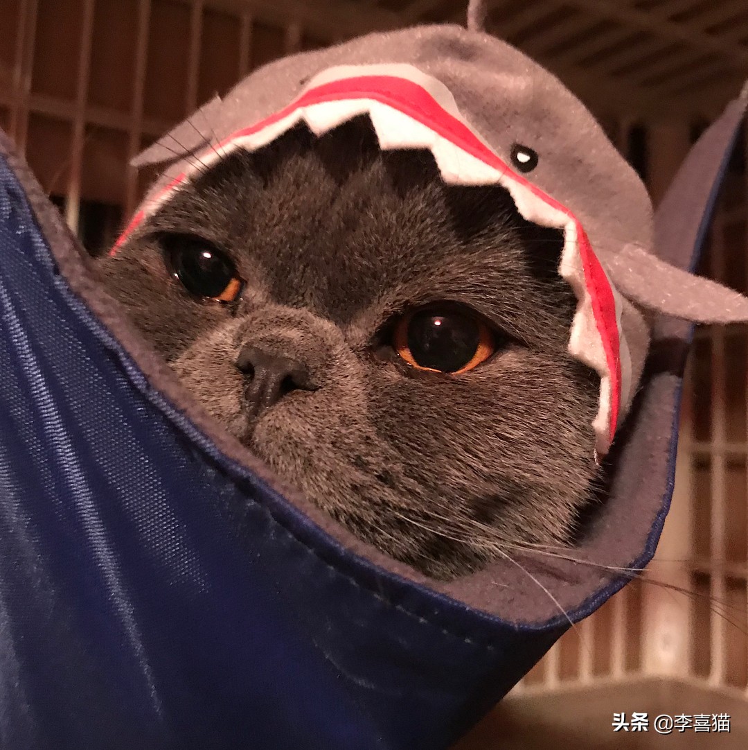 猫咪流泪是什么原因出问题了,导致猫咪流泪的原因