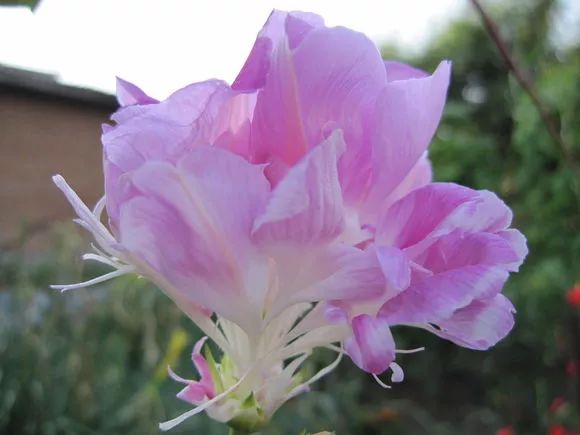 牵牛花到处游,牵牛花随便种