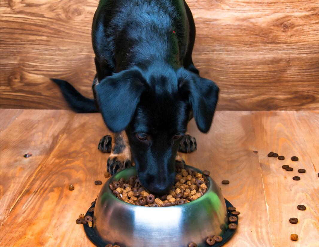 网易严选中大型犬狗粮,大型犬小型犬通用狗粮