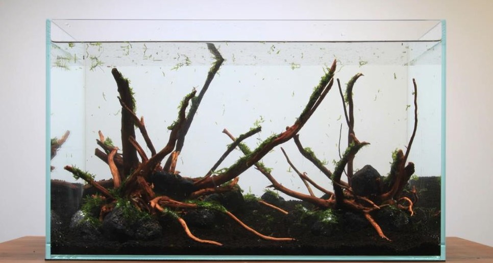 鱼缸最简单的草缸造景教程,鱼缸造景草栽种教程