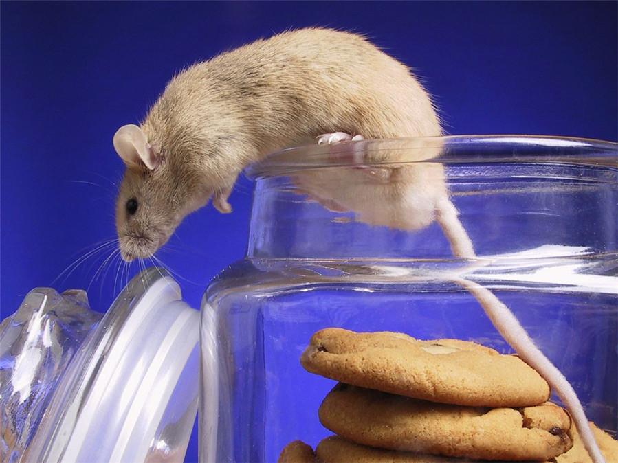 豪猪怪和犀牛怪,豪猪是不是骗局