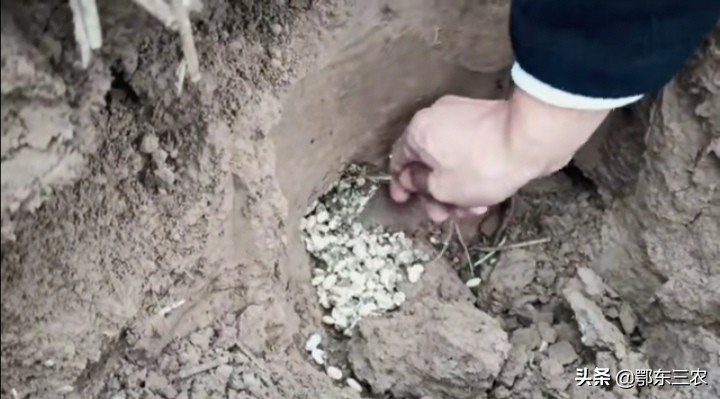 野生老鼠的危害,大豆寄生老鼠