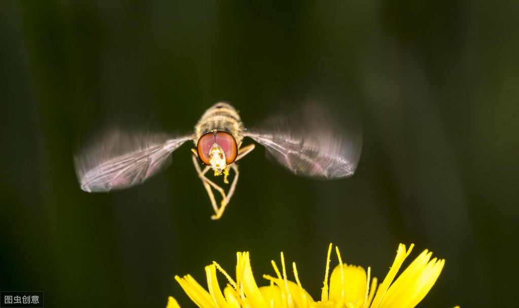 长得像蜜蜂确是苍蝇的亲戚，行为又是益虫的一种生物——食蚜蝇