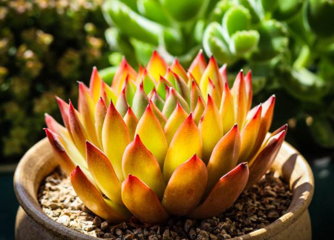 景天科拟石莲花属多肉品种,棱镜景天科拟石莲属多肉植物