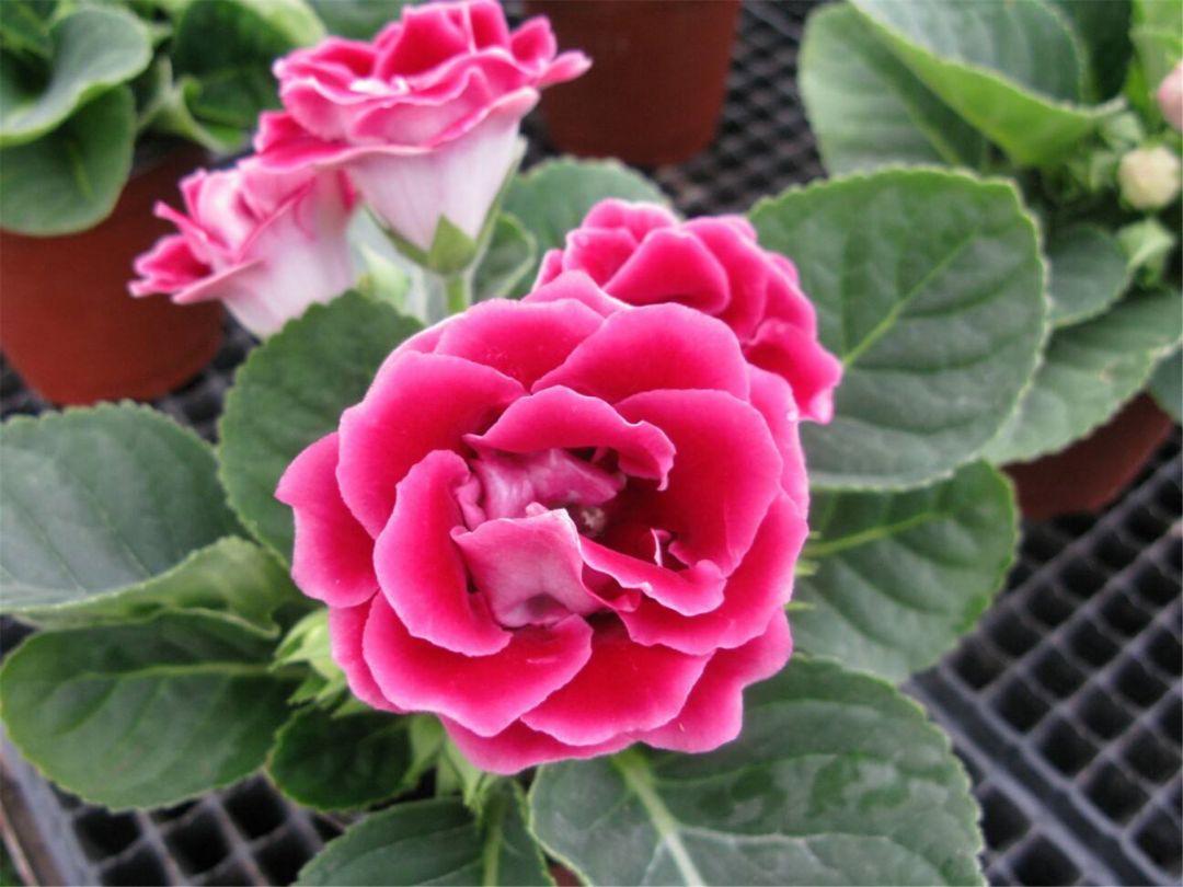 重瓣大岩桐四季开花盆栽,阳台养护大岩桐开花200多天