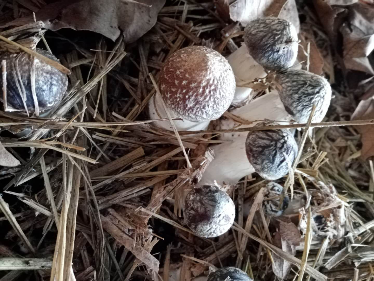 村民靠种植赤松茸致富,农村大姐种植16亩地赚钱吗