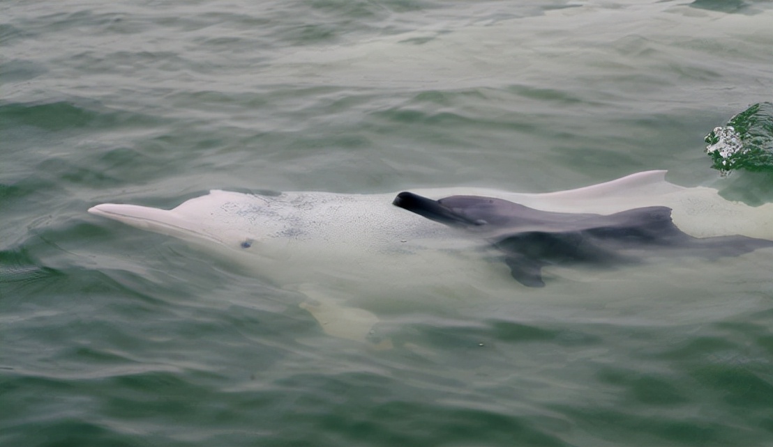 十大稀有美人鱼,中国十大不明生物美人鱼