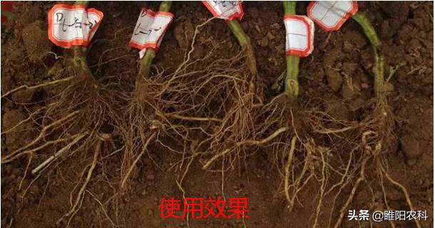 根结线虫又经济又实惠的防治药剂,目前杀根线虫最好的药