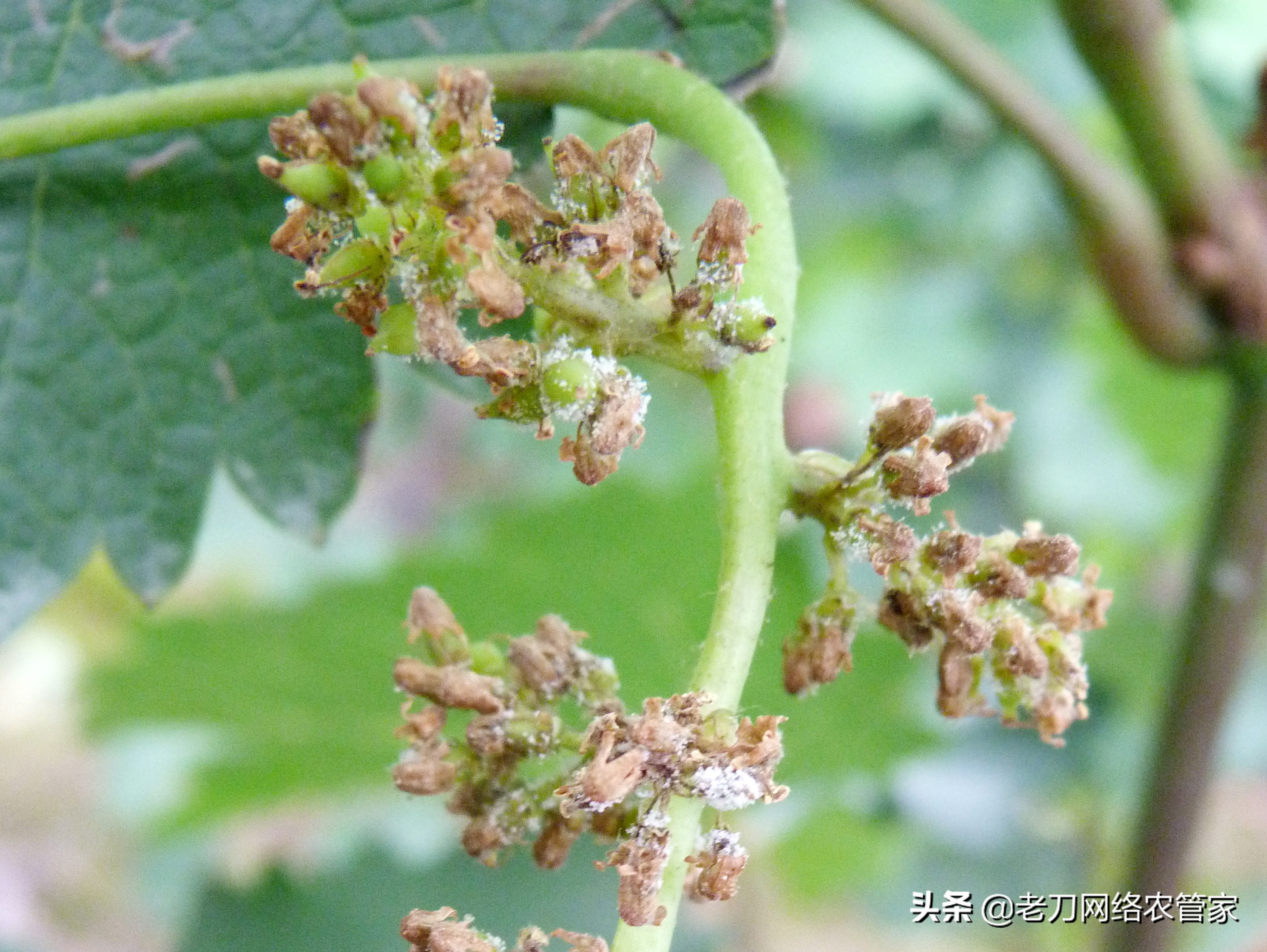 灰风暴葡萄灰霉病,霜霉病灰霉病什么情况易发生