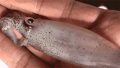 渔家女揭露海鲜市场黑幕,渔家女海鲜视频