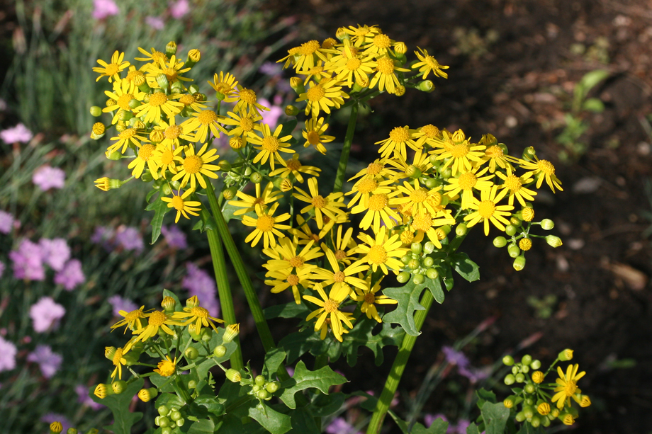 1月至12月生日花的花语,什么花语是祝福生日快乐的花