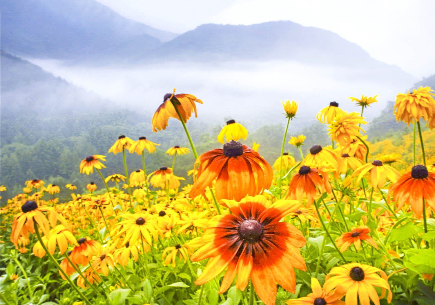 黄金菊属于什么菊花,湖北黄金菊有哪些