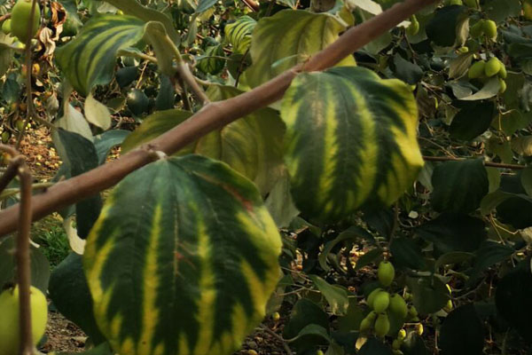 青枣叶片黄点图片,青枣叶片黄化怎么补救