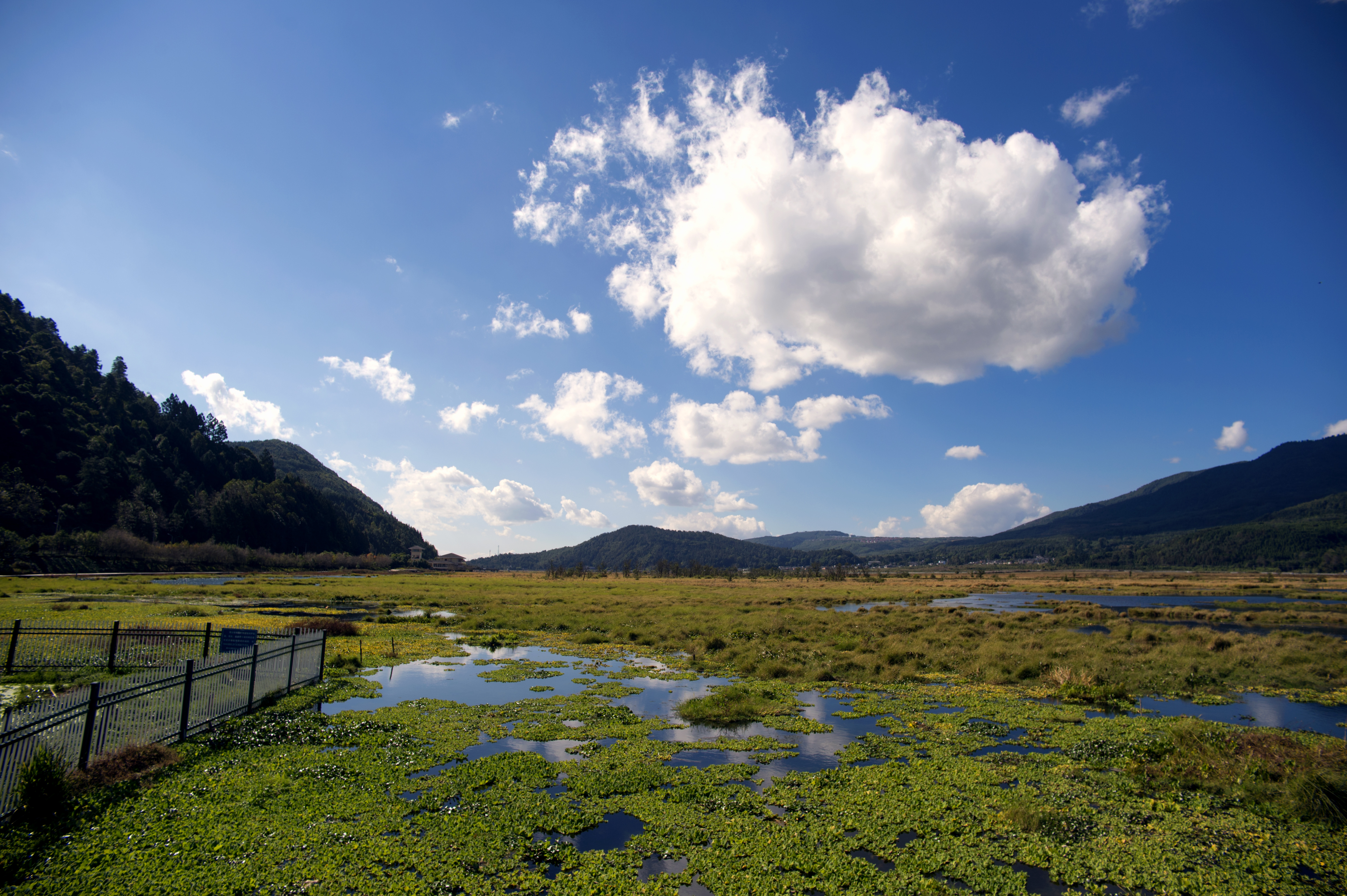2023腾冲看银杏最佳时间,腾冲看银杏树旅游攻略