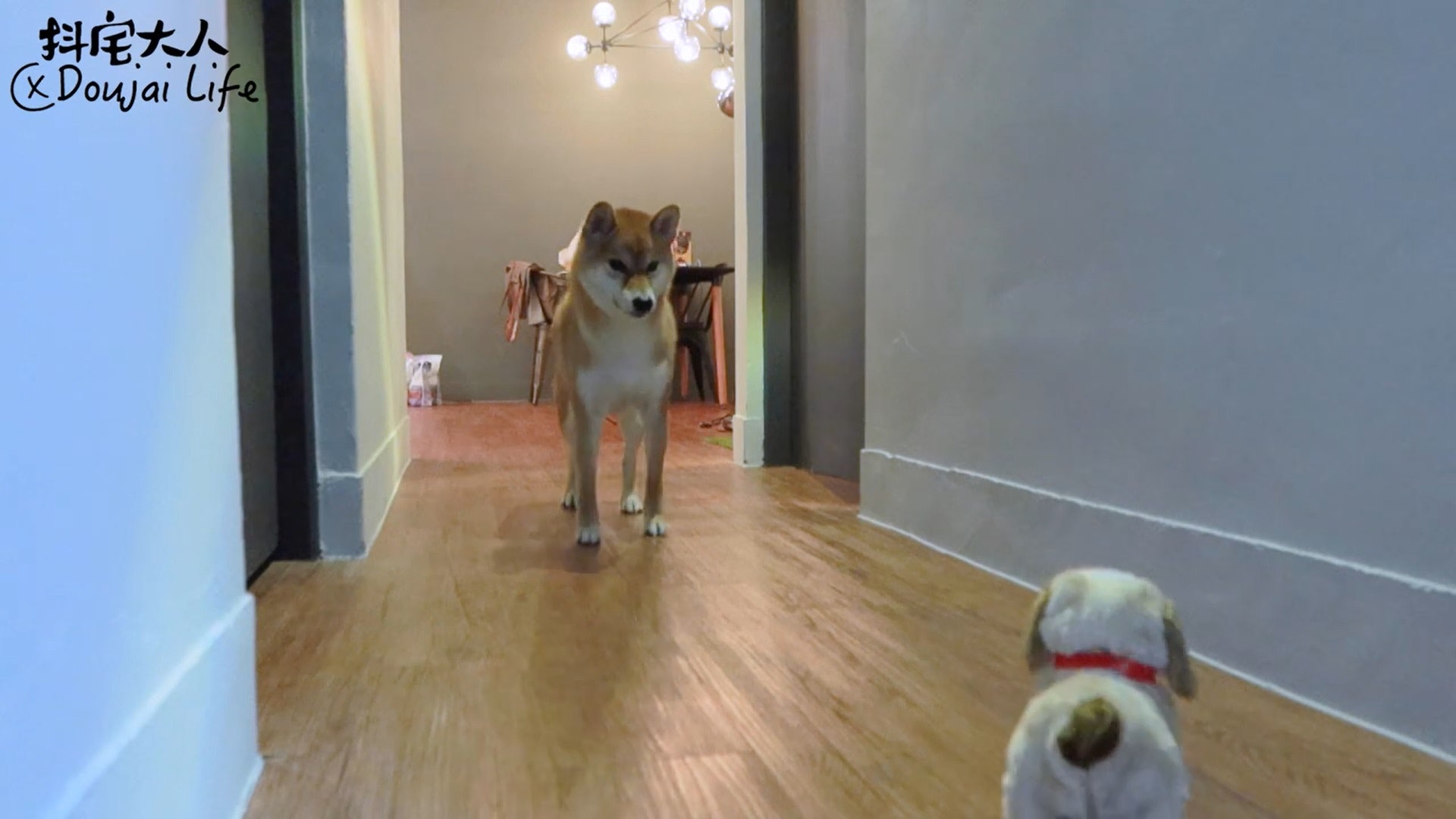 胆小柴犬遇神秘东西秒被吓跑　吓到脸歪、弹起反应笑翻网民