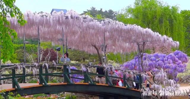 精品紫藤品种,名藤花卉紫藤