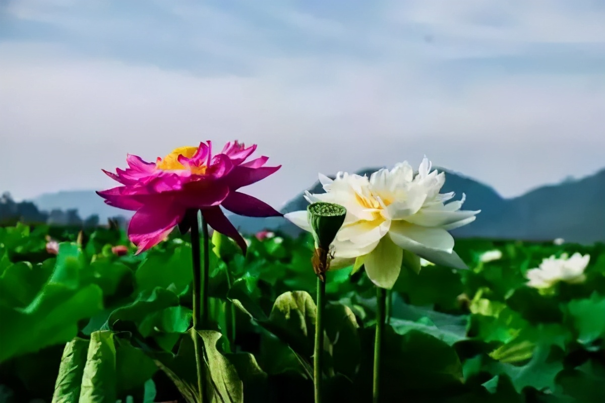 西安出发到云南跟团游推荐,6月西安到云南5天旅游攻略