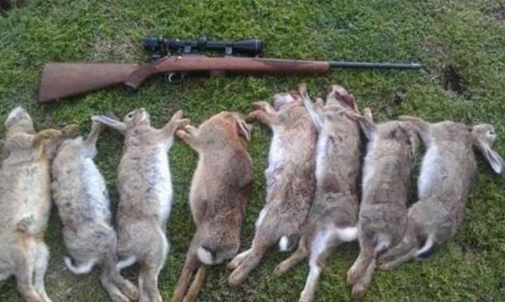 澳洲的“人兔战争”，为何至今还未结束？网友：王牌吃货请求出战