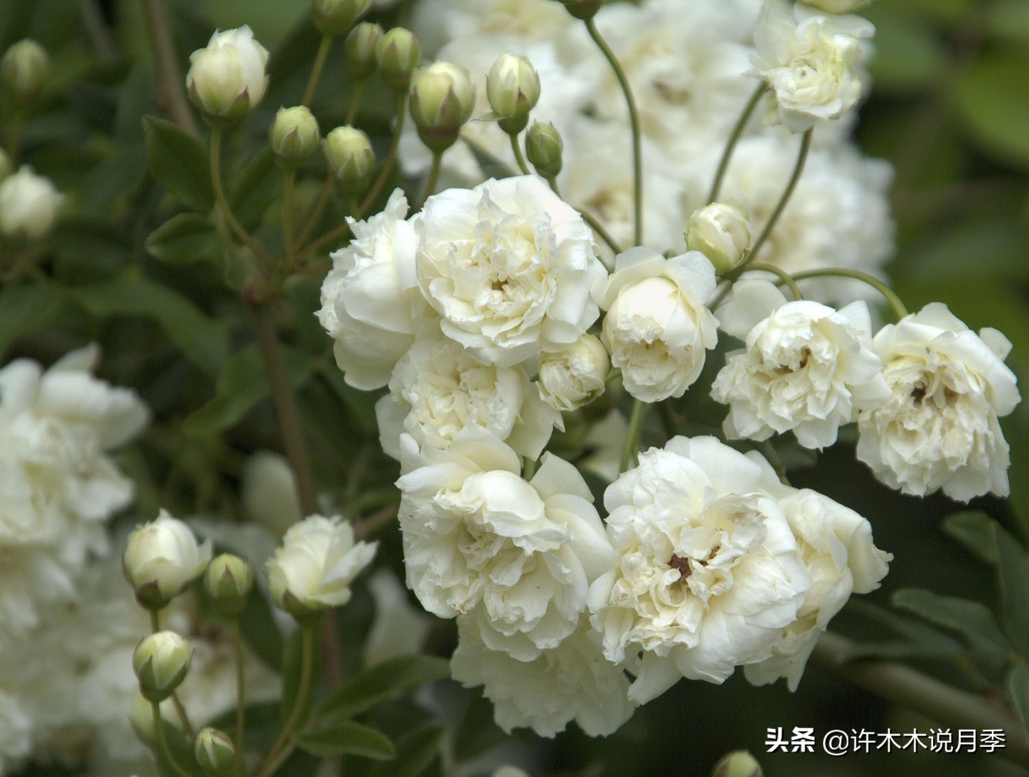 月季品种大全大图欣赏,美到窒息的月季品种图片