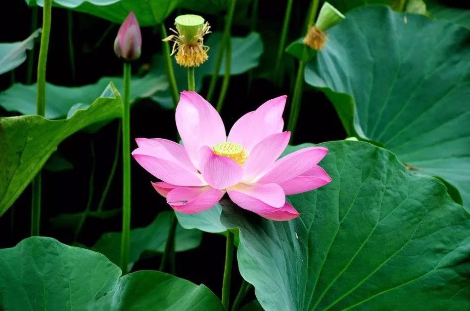 苏州赏荷花地方,美翻南湖景区