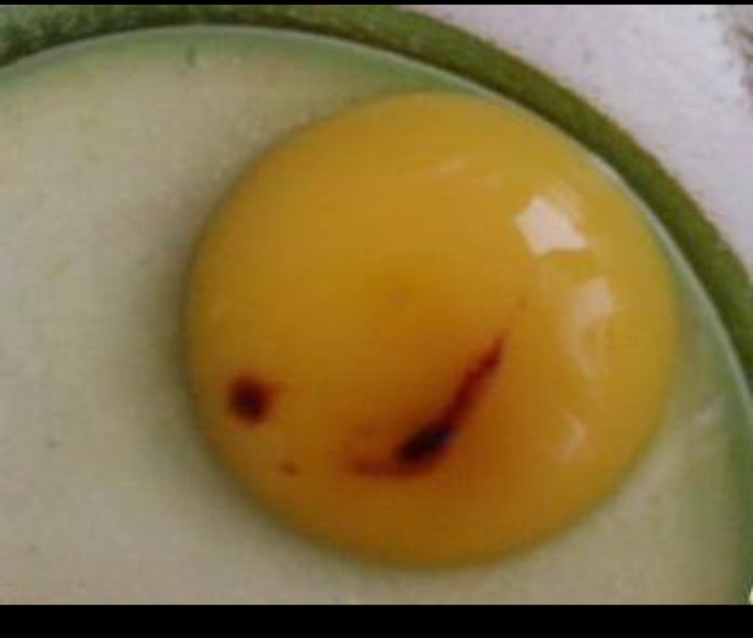 鸡蛋里有血丝,这样判断后,再做决定