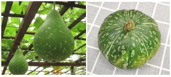 <html>
<head><title>502BadGateway</title></head>
<body>
<center><h1>502BadGateway</h1></center>
<hr><center>nginx</center>
</body>
</html>
<!--apaddingtodisableMSIEandChromefriendlyerrorpage-->
<!--apaddingtodisableMSIEandChromefriendlyerrorpage-->
<!--apaddingtodisableMSIEandChromefriendlyerrorpage-->
<!--apaddingtodisableMSIEandChromefriendlyerrorpage-->
<!--apaddingtodisableMSIEandChromefriendlyerrorpage-->
<!--apaddingtodisableMSIEandChromefriendlyerrorpage-->
