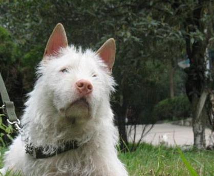 下司犬为什么不被看好,下司犬不凶怎么办