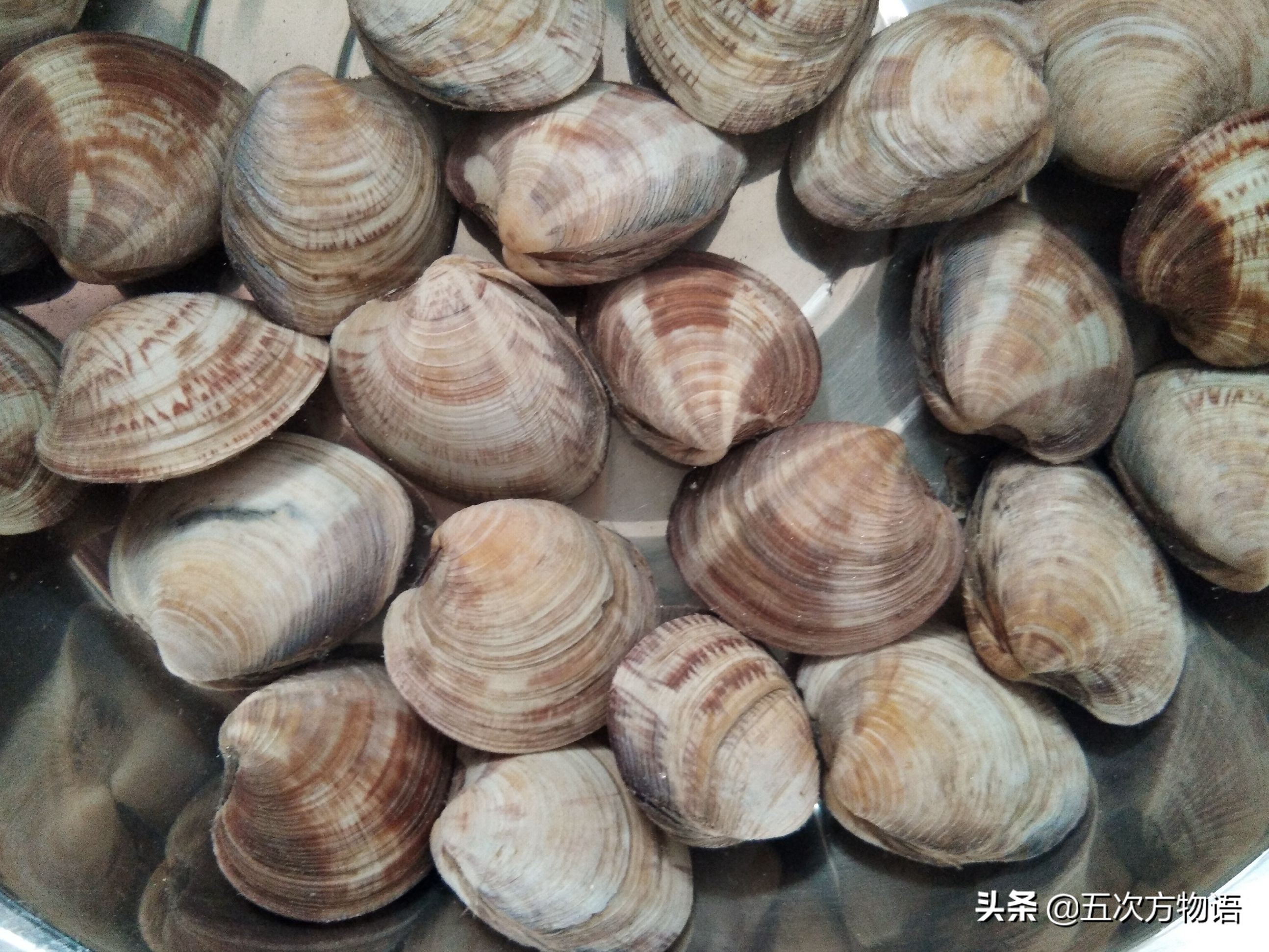 好吃的贝类品种大全,青岛贝类海鲜有哪些品种