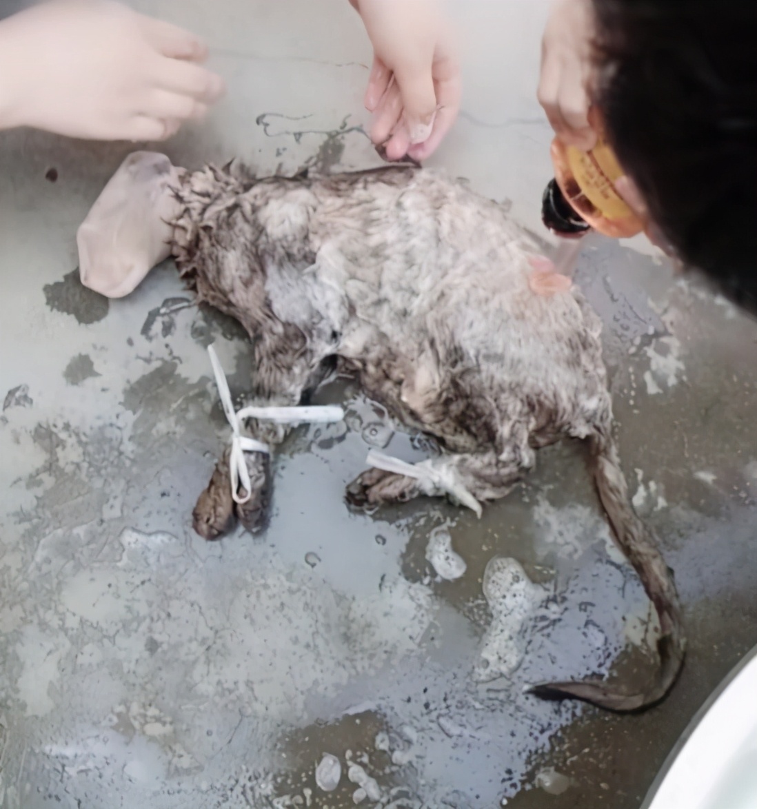 邻居在院子里洗东西,凑近后才发现是只猫:这方法还挺不错的