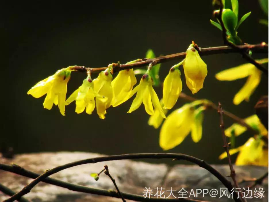 百花图谱大全100幅,工笔百花图谱100种