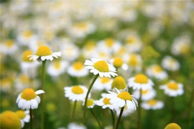 罗马洋甘菊和德国洋甘菊精油,罗马洋甘菊精油可以反复使用