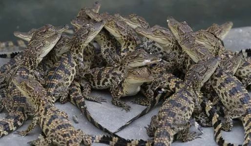 养殖什么稀奇的品种赚钱快又好养,养殖最赚钱的品种