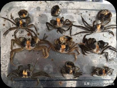 鱼病快速诊断与防病技术,鱼虾蟹病防治方法