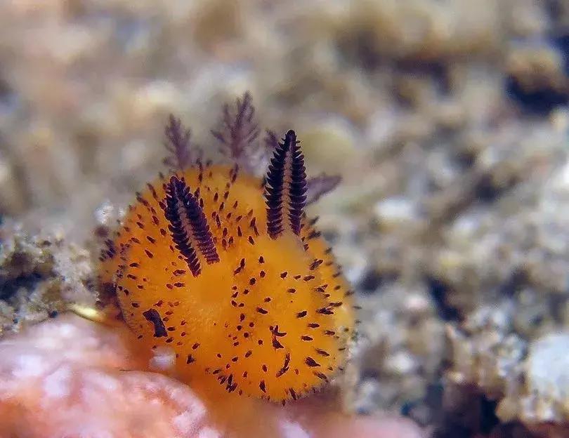 这只风靡网络的可爱“海中小白兔”，竟然颠覆了网友的三观