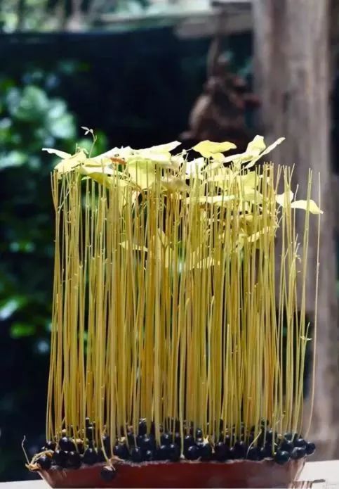 玉米棒子插水里，7天冒出小森林