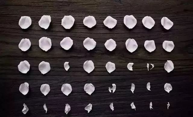 这家破厂房改造的花店，这是北京最美的小花店，明星都来拍照